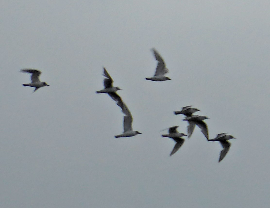 Bonaparte's Gull - ML61648331