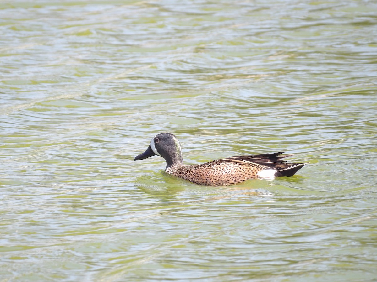 Blue-winged Teal - ML616483328