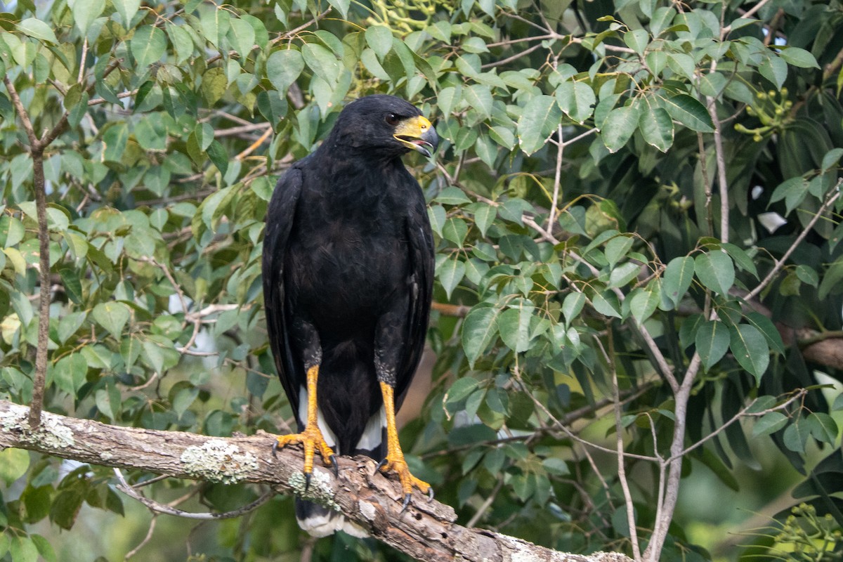 Great Black Hawk - ML616483425