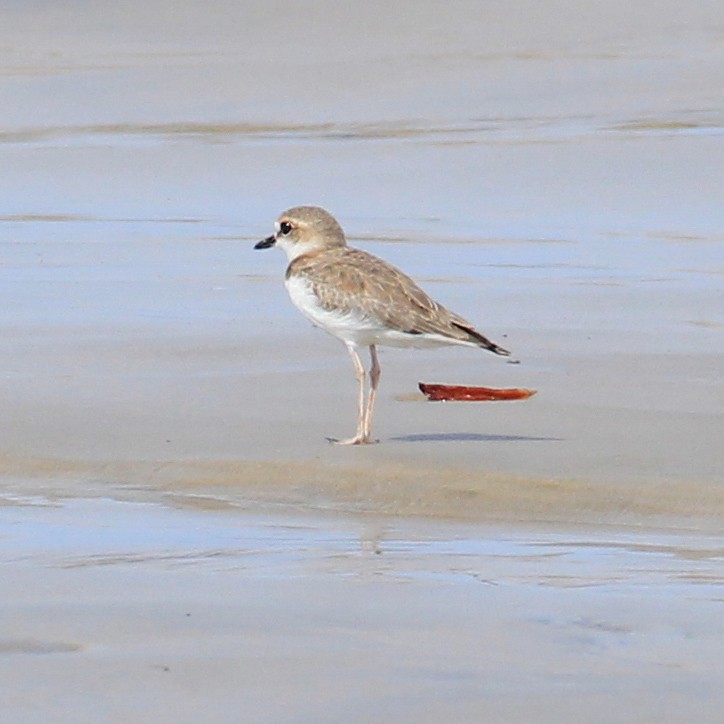 Collared Plover - Thomas Ambiel