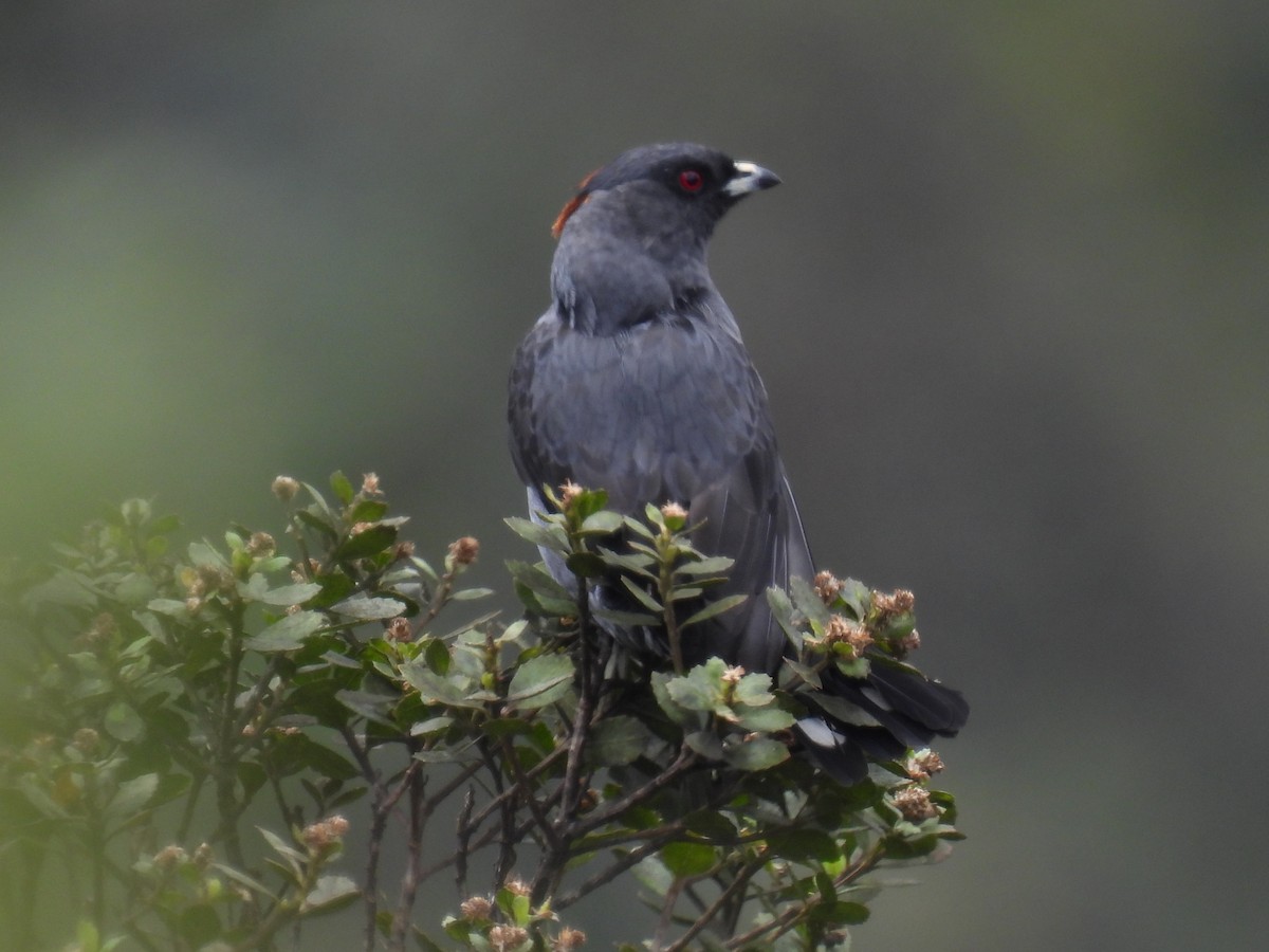 Cotinga Crestirrojo - ML616483444