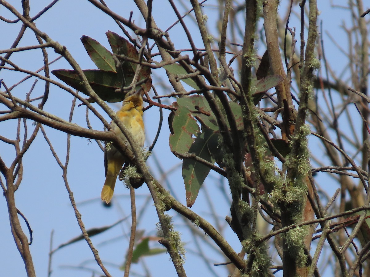 Bullock's Oriole - Emily C