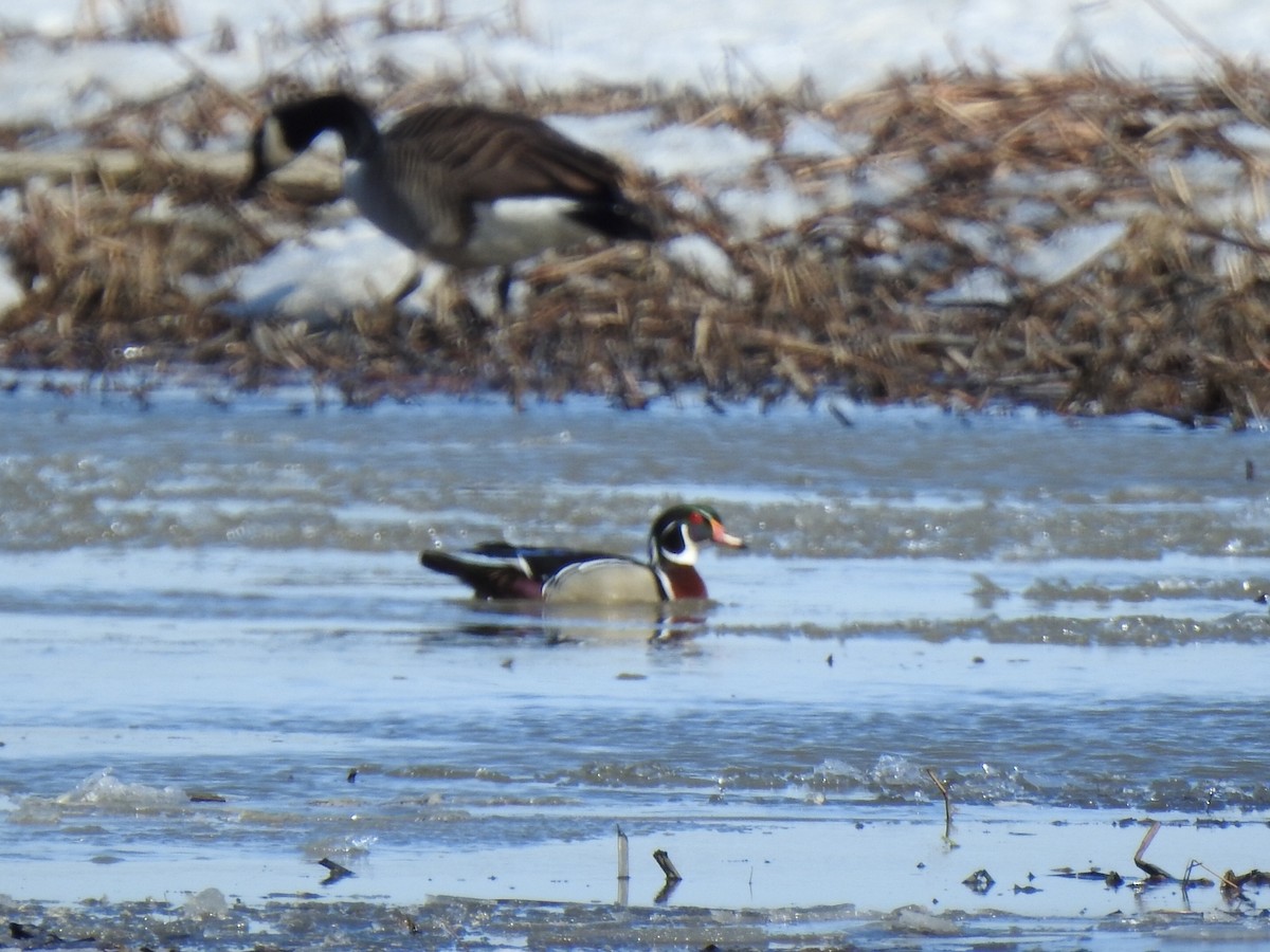 Wood Duck - ML616483484