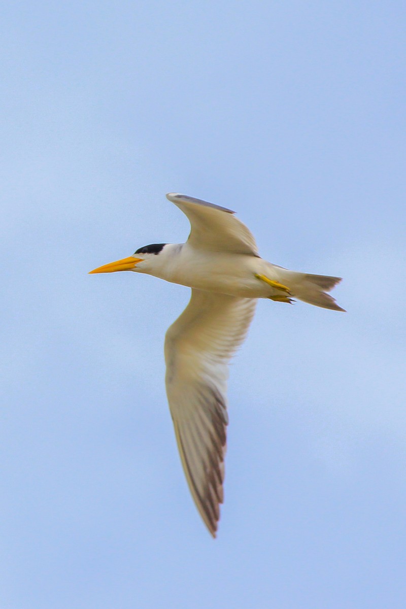 Large-billed Tern - ML616483569