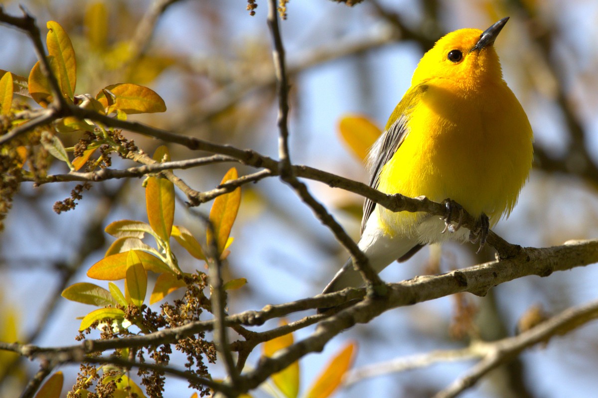 Prothonotary Warbler - ML616483571