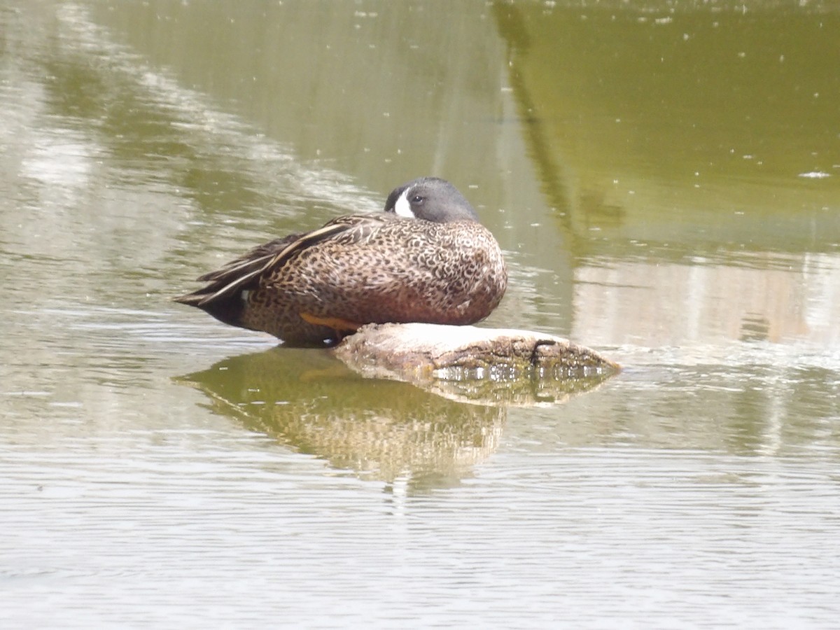 Blue-winged Teal - ML616483605