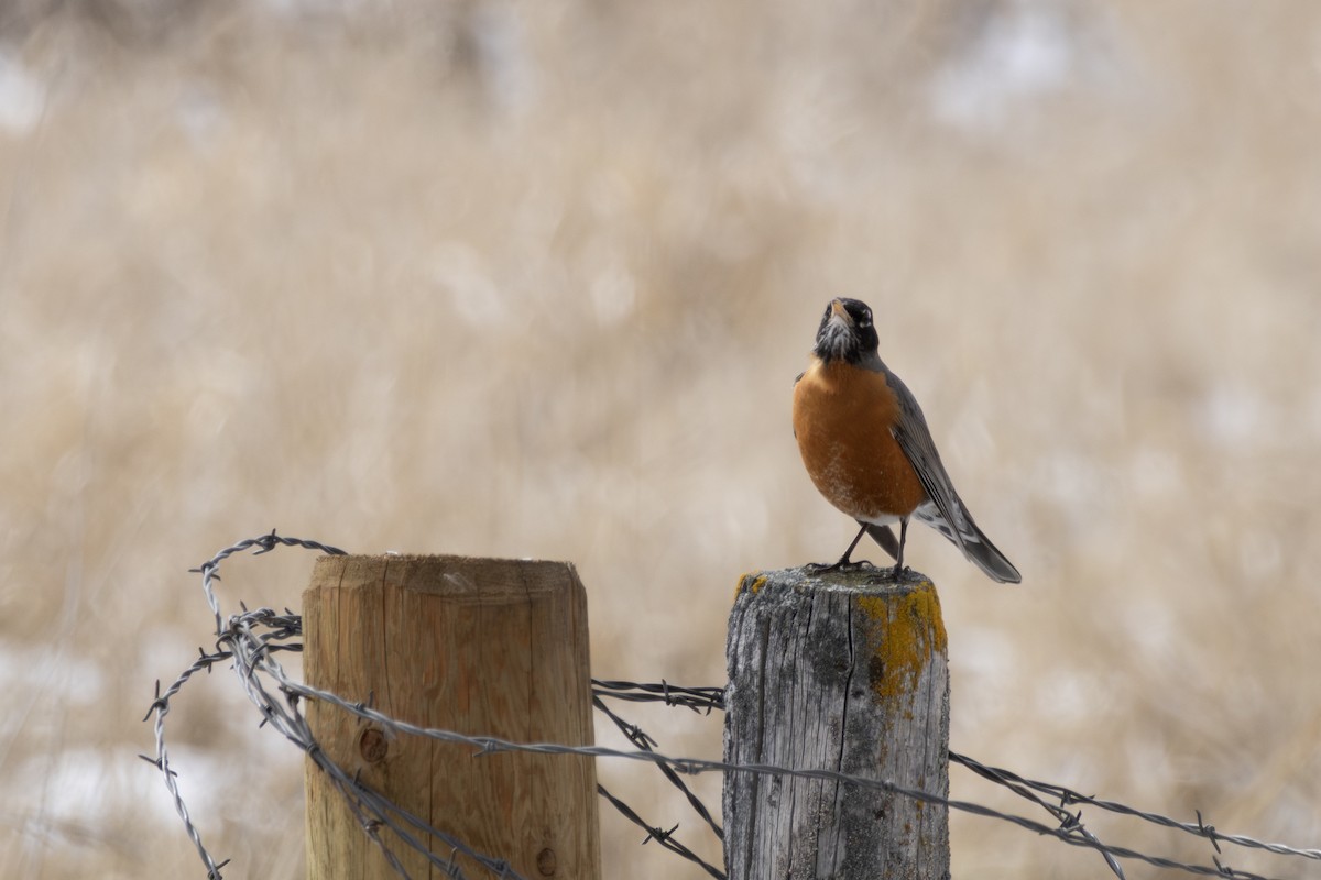 American Robin - ML616483620