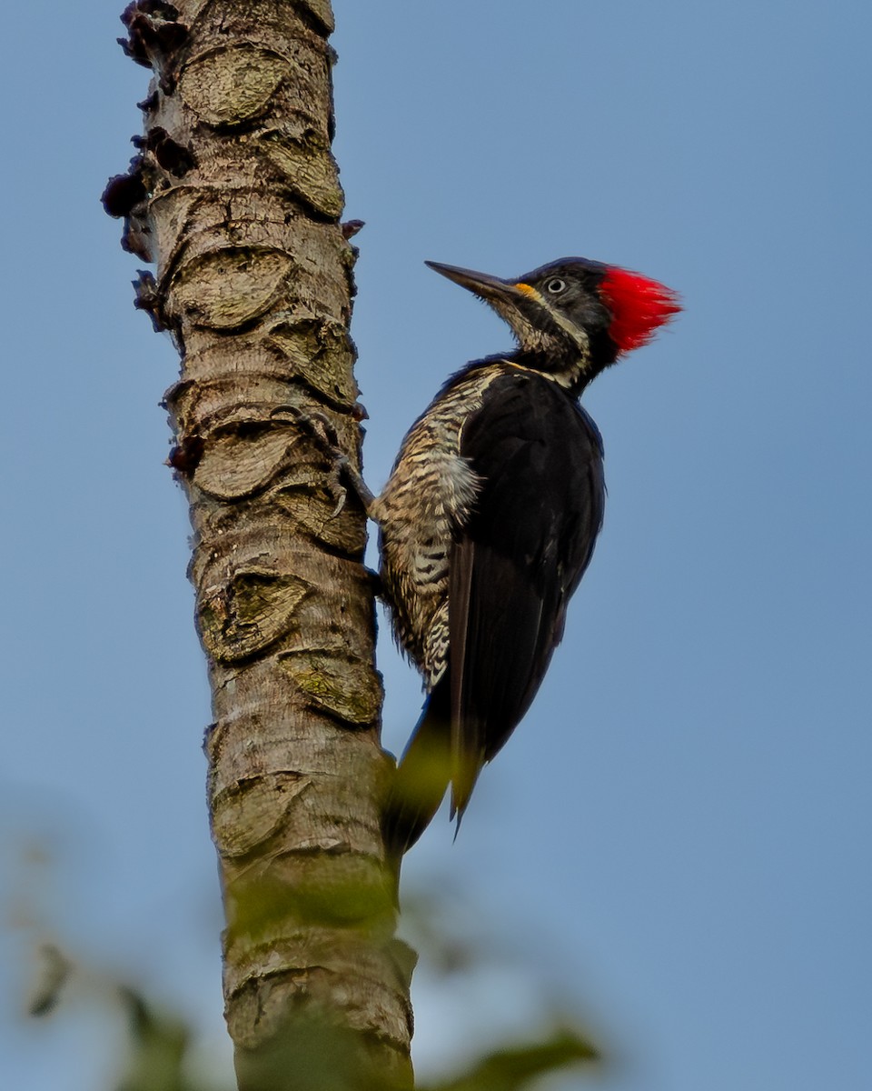 Lineated Woodpecker - ML616483622