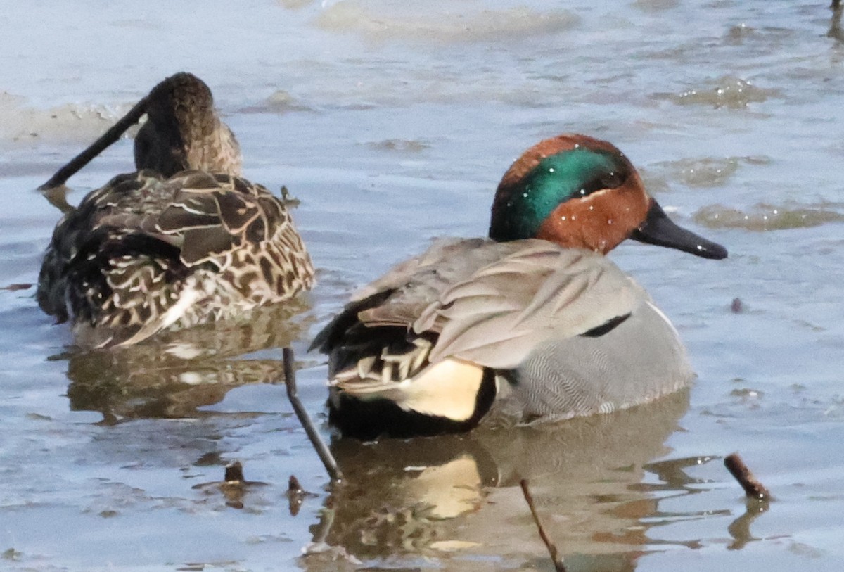 Green-winged Teal - ML616483624