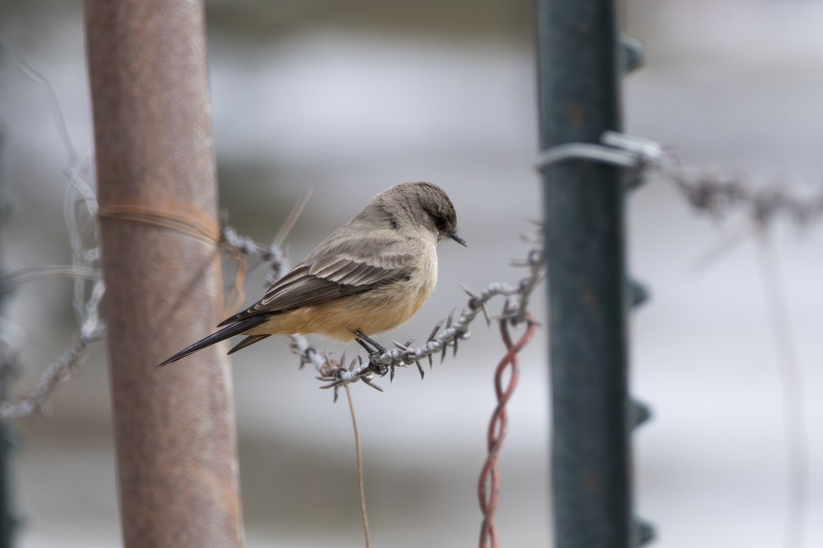 Say's Phoebe - Jake Bramante