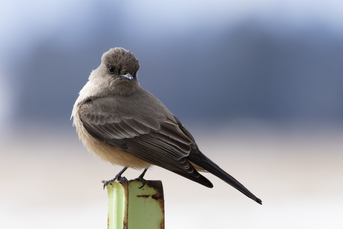 Say's Phoebe - Jake Bramante