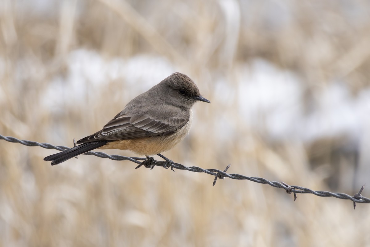 Say's Phoebe - ML616483631