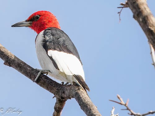 Red-headed Woodpecker - ML616483635