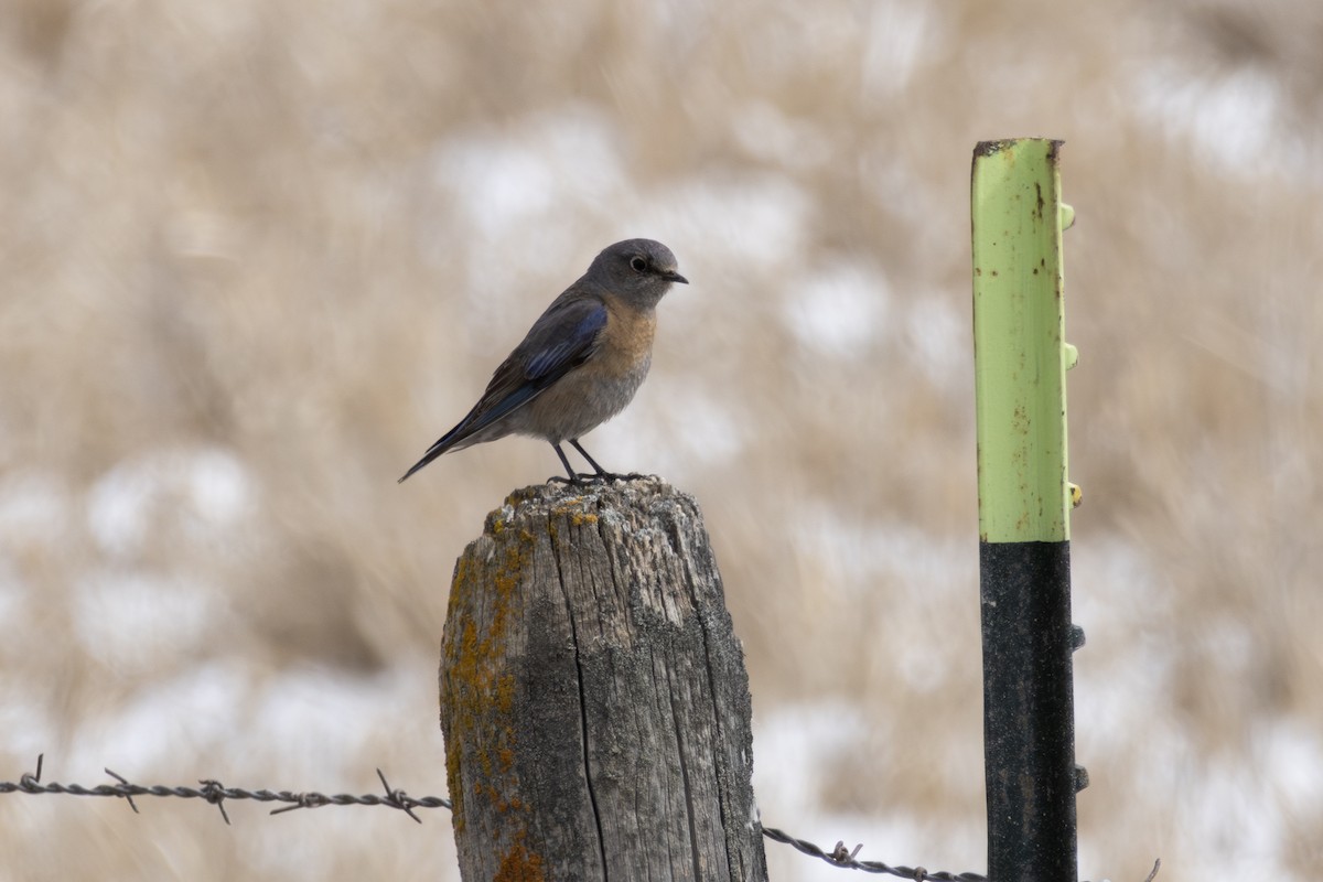 Western Bluebird - ML616483637