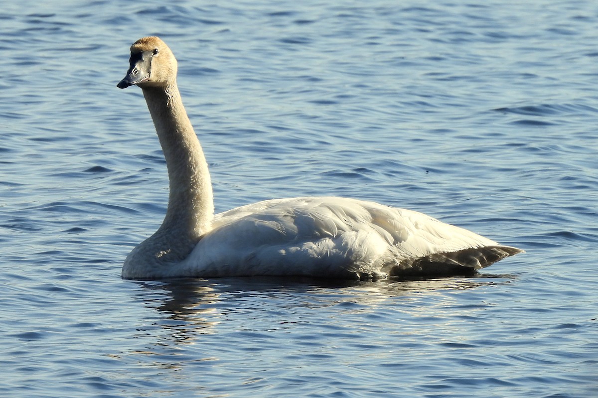 Trumpeter Swan - Jamie Meyers