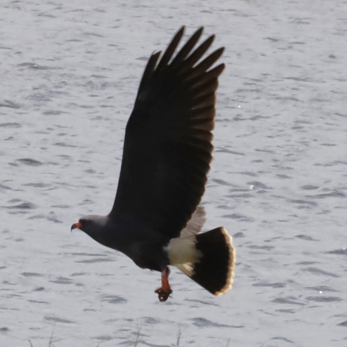 Snail Kite - Charles (PAT) Dollard