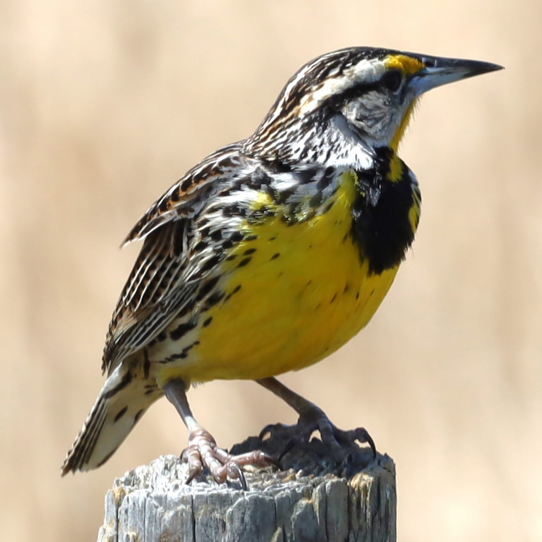 Eastern Meadowlark - Charles (PAT) Dollard