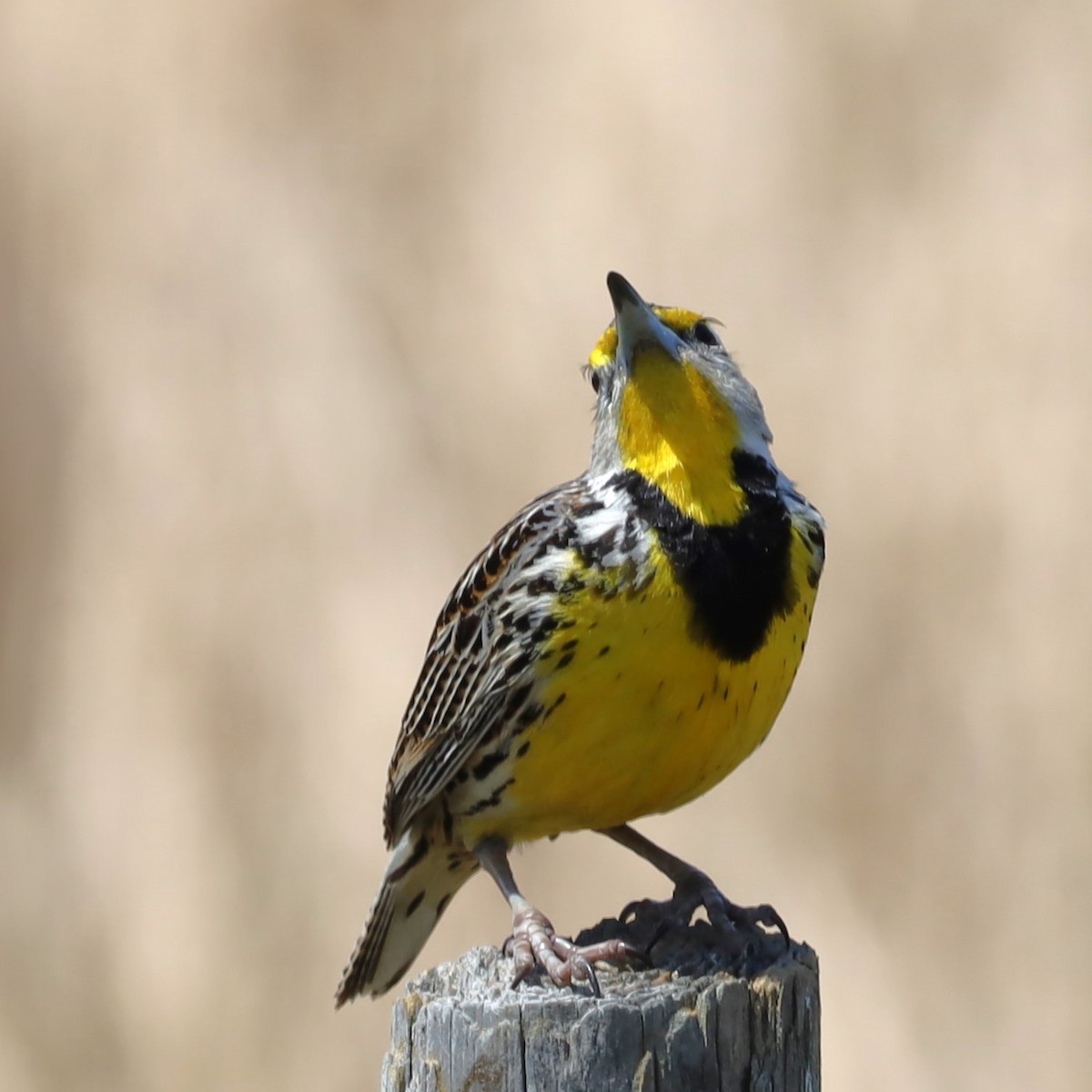 Eastern Meadowlark - Charles (PAT) Dollard