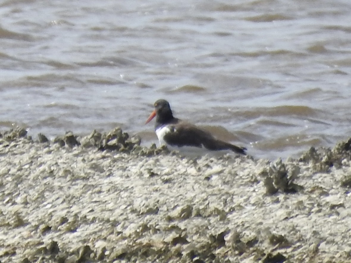 American Oystercatcher - ML616483698