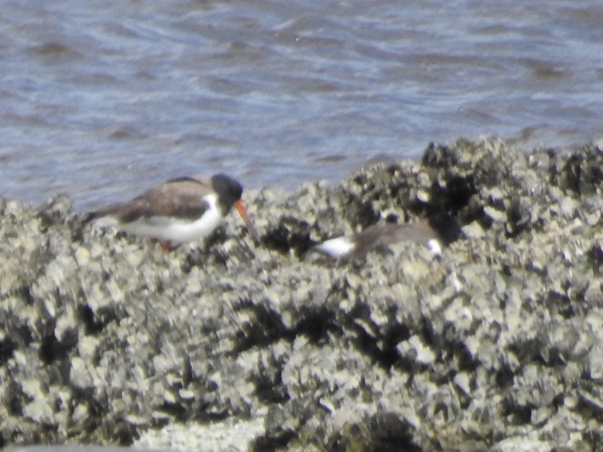 American Oystercatcher - ML616483699