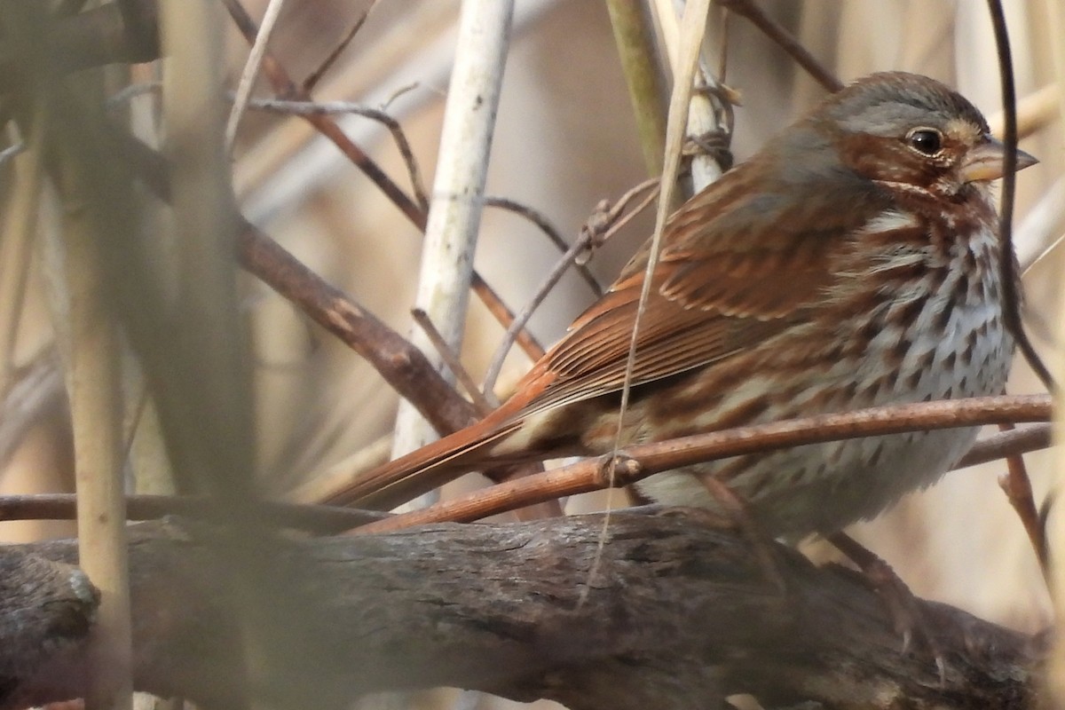 Fox Sparrow - ML616483702