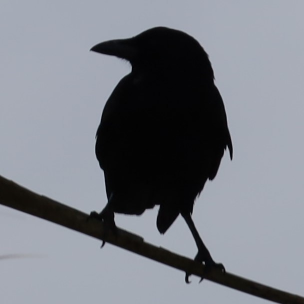 tanımsız karga (Corvus sp.) - ML616483703