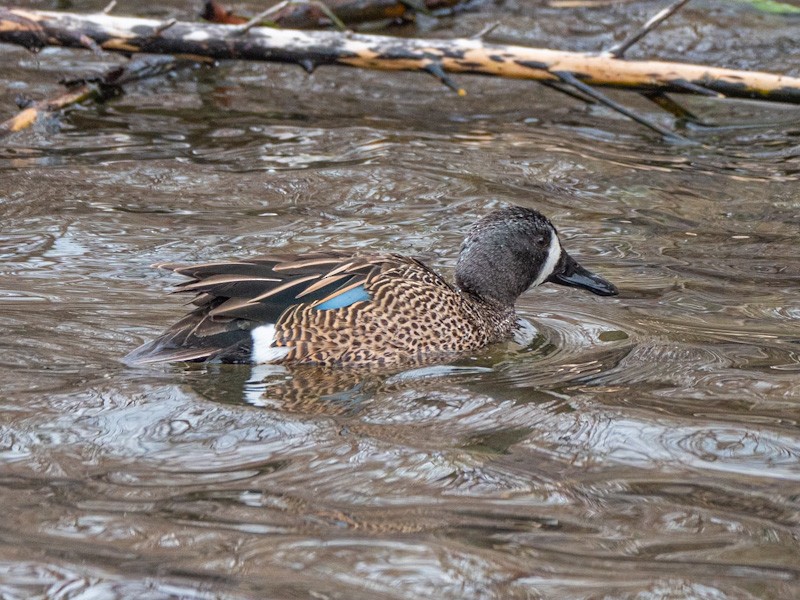 Blue-winged Teal - ML616483712