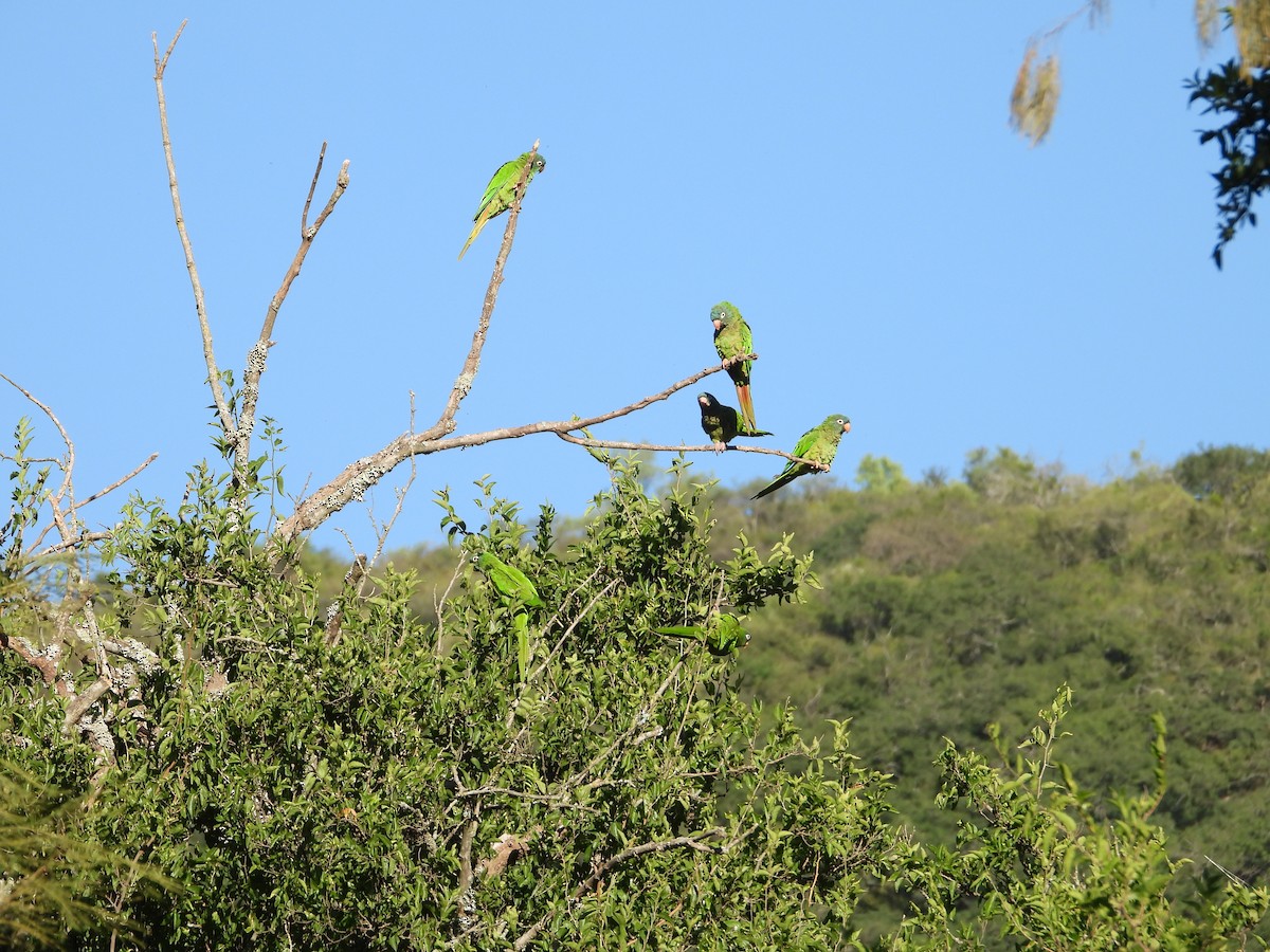 Conure à tête bleue - ML616483713