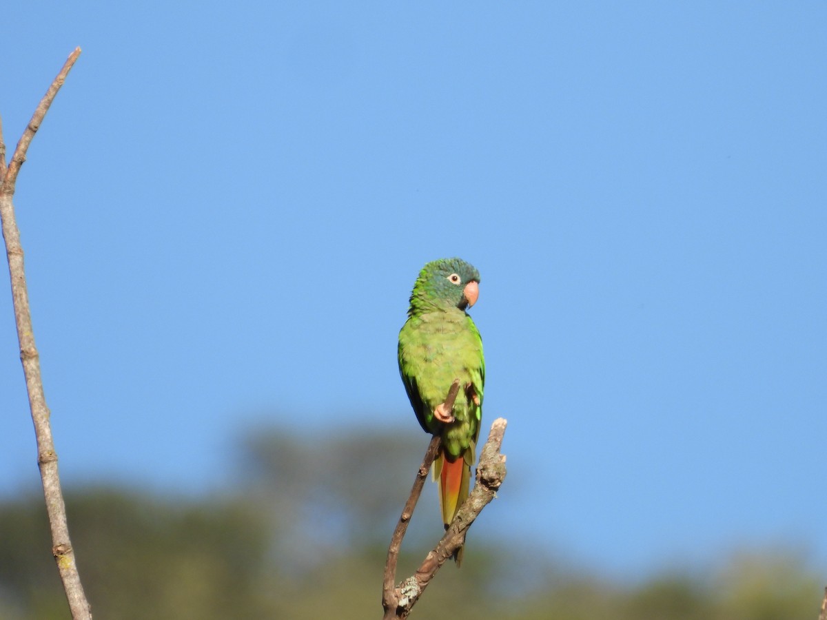 Conure à tête bleue - ML616483715