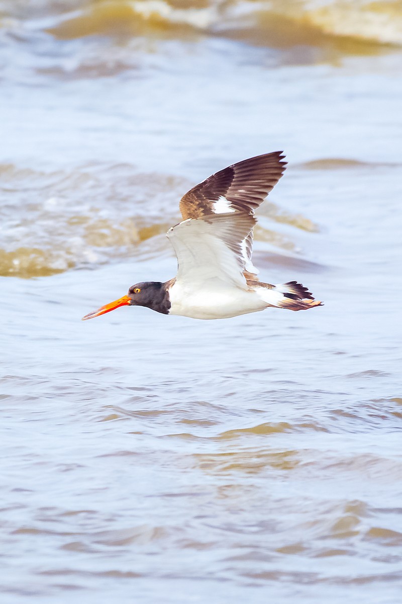 American Oystercatcher - ML616483724