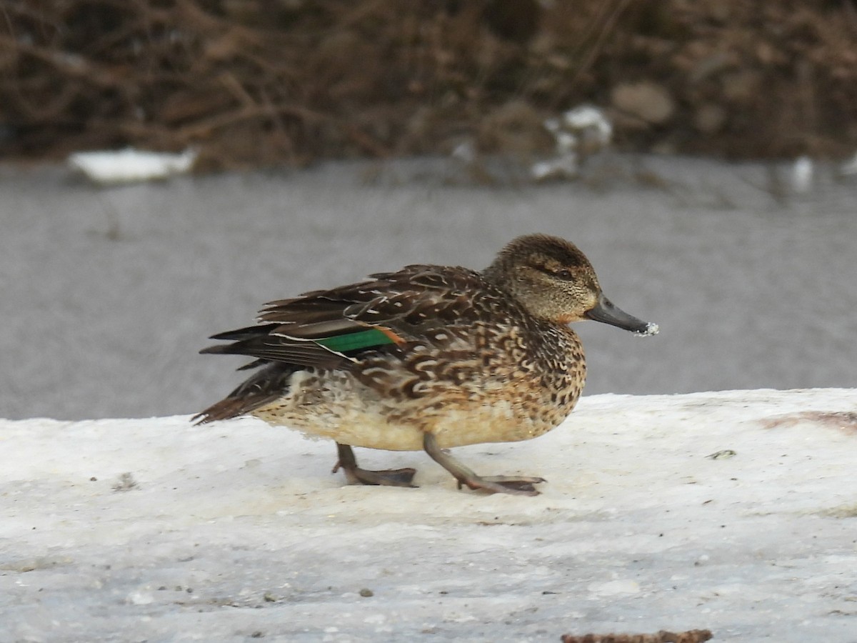 Green-winged Teal - ML616483734