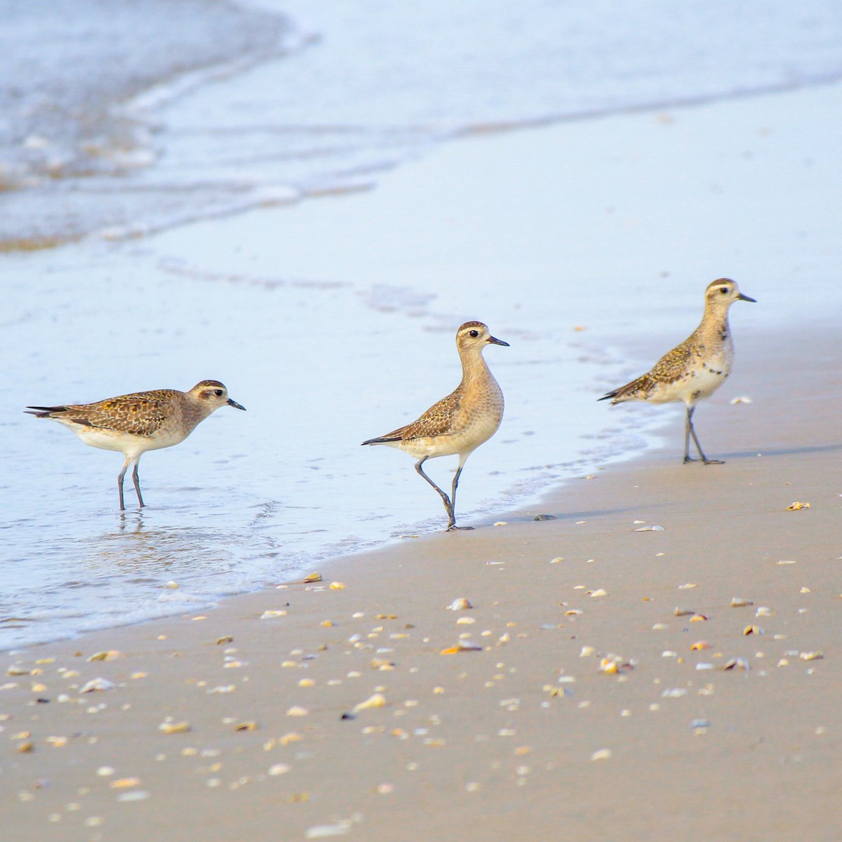 American Golden-Plover - ML616483745