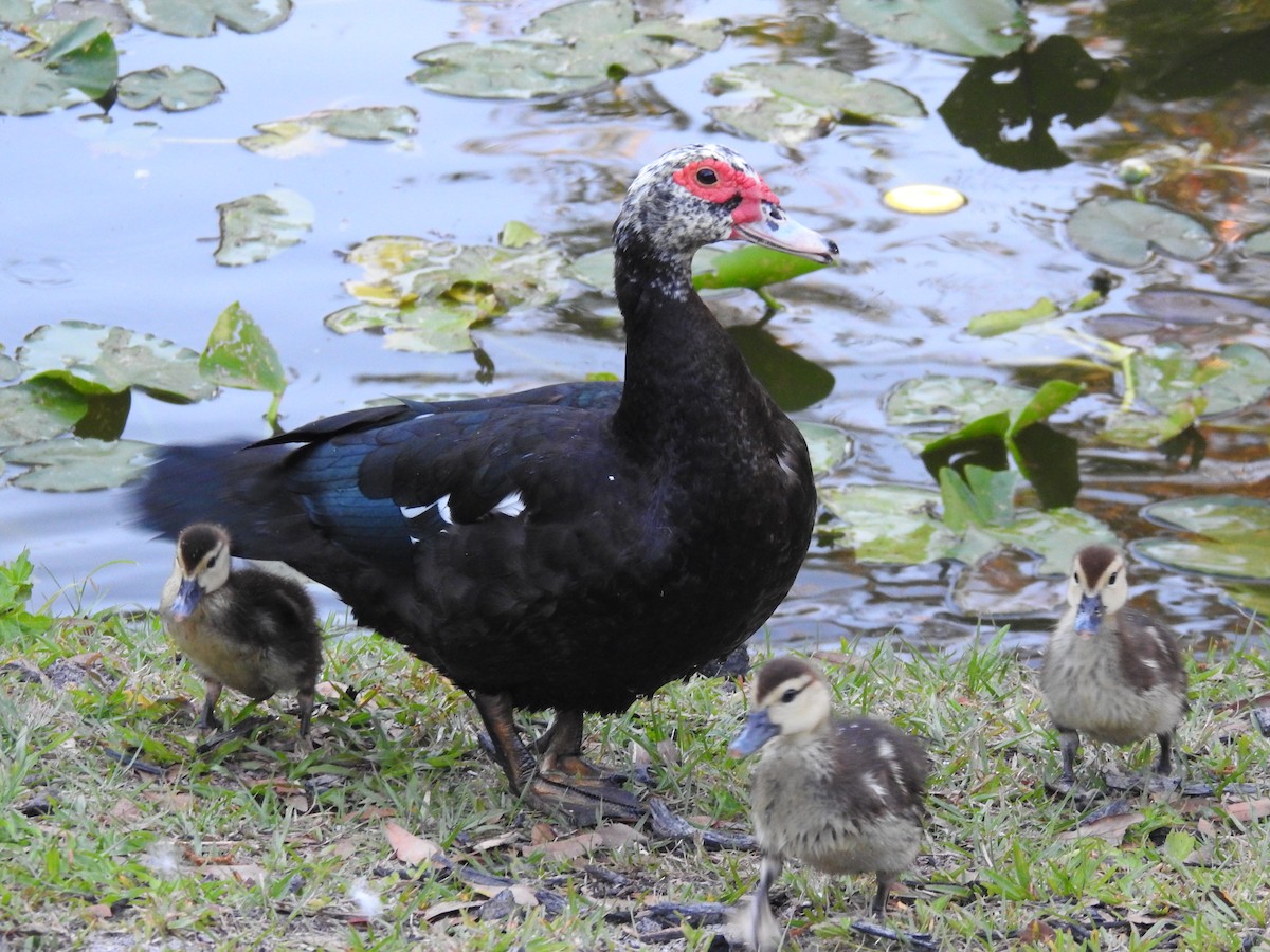 Muscovy Duck (Domestic type) - ML616483747