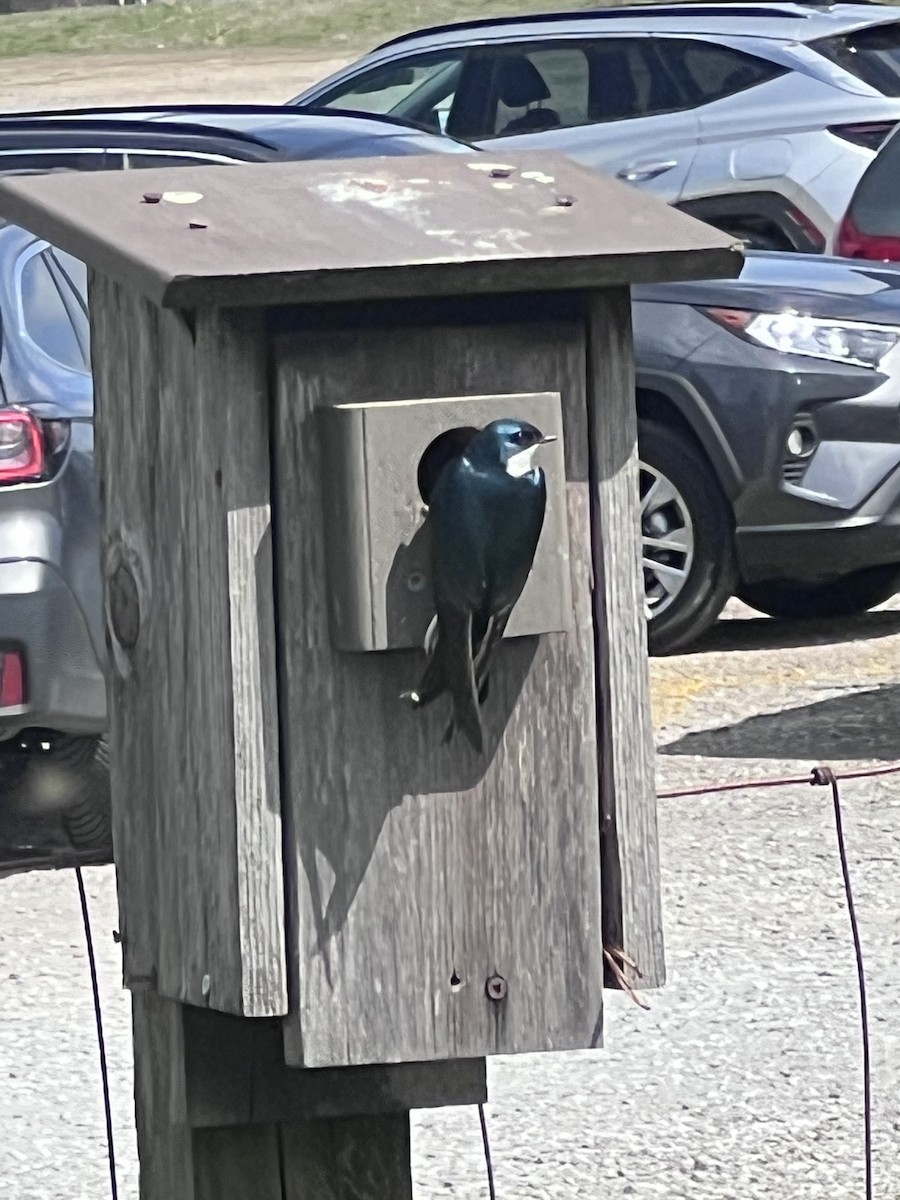 Tree Swallow - ML616483764