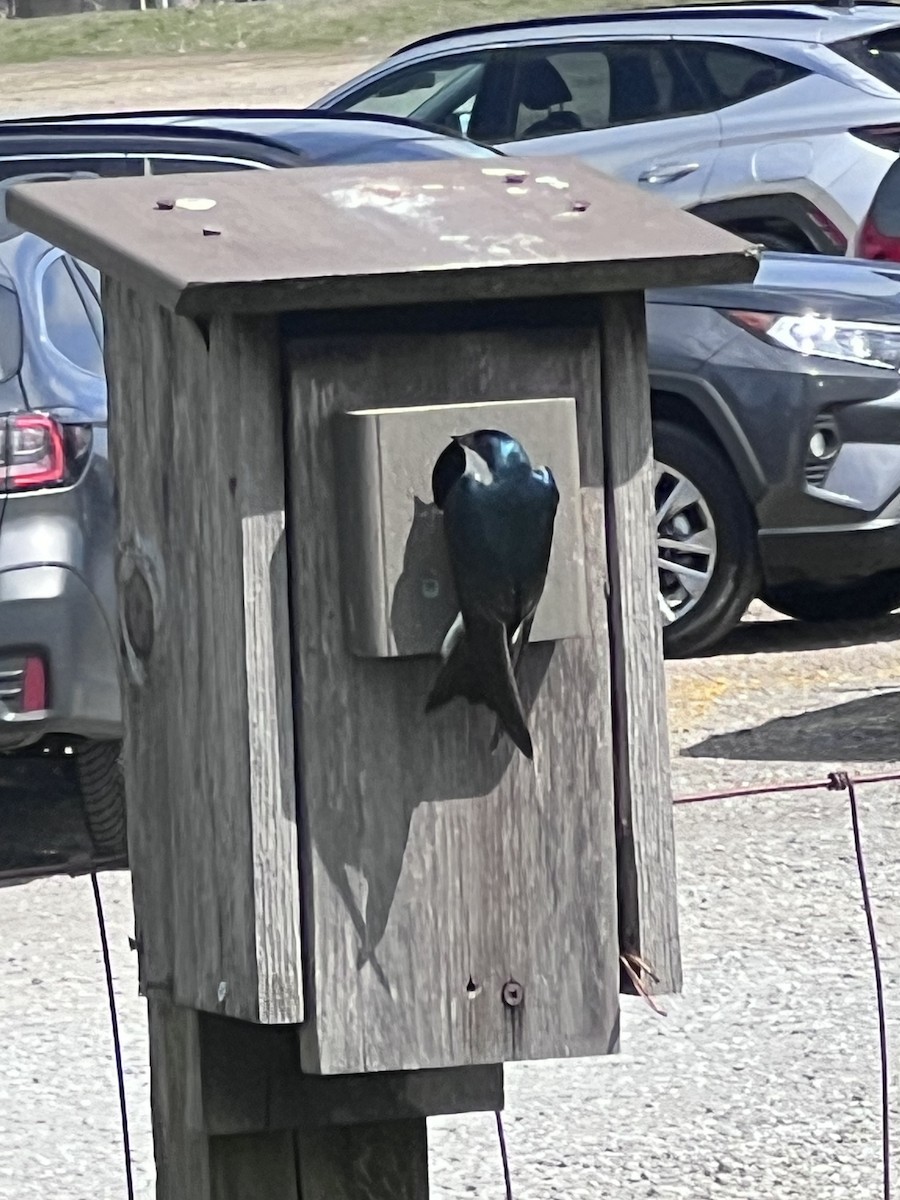 Tree Swallow - Joel Jacobson