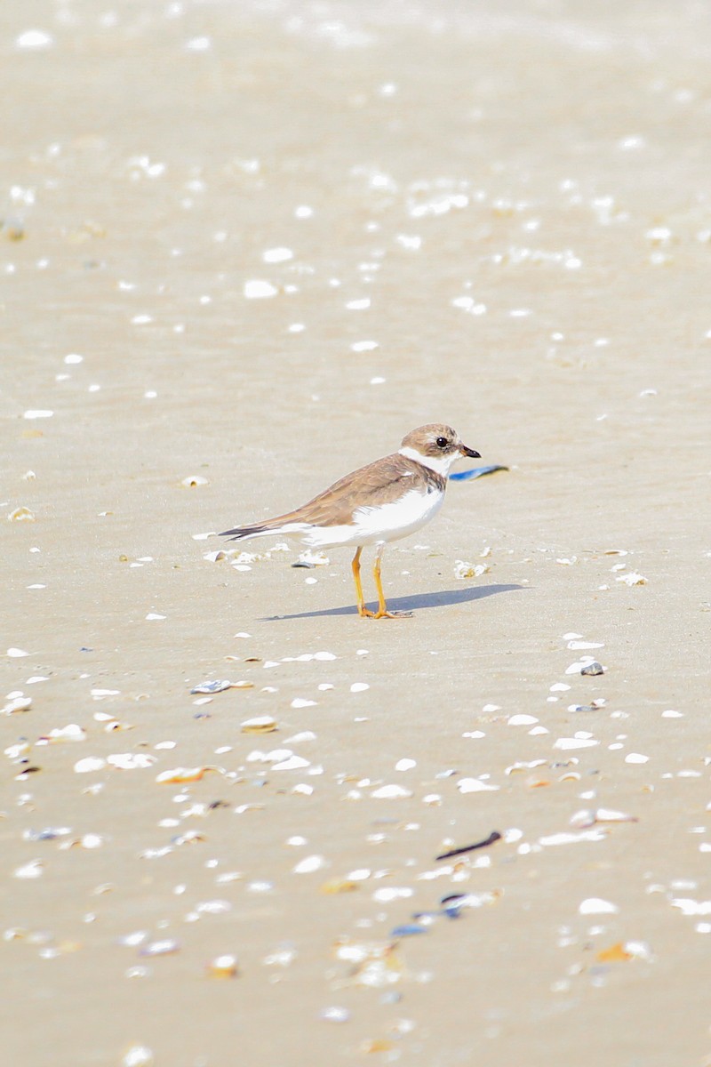 Semipalmated Plover - ML616483798