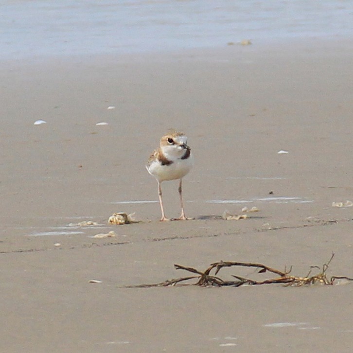 Collared Plover - ML616483814