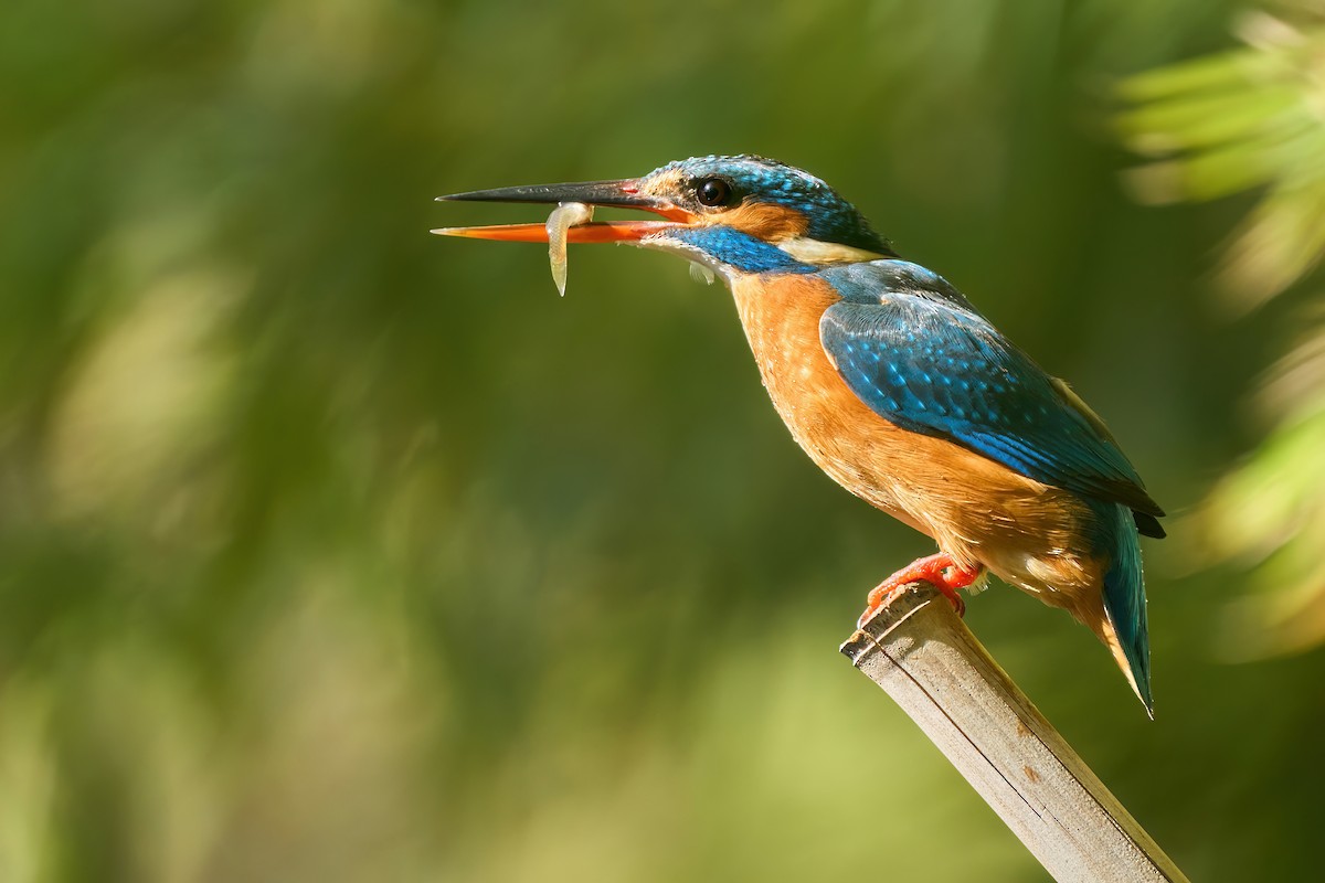 Common Kingfisher - ML616483847