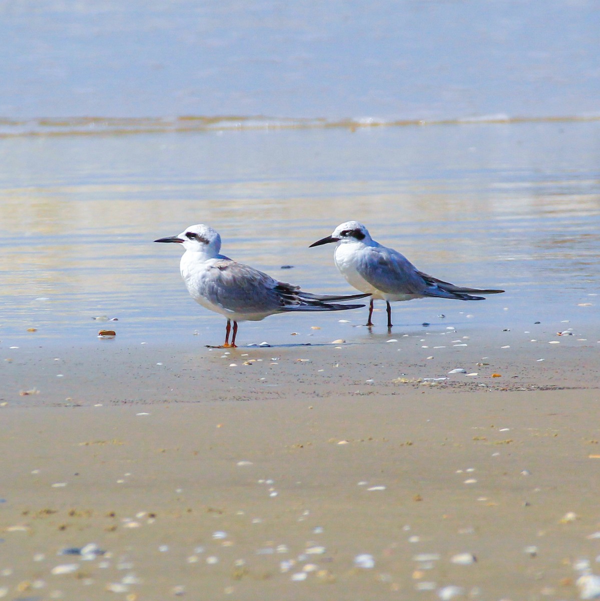 Snowy-crowned Tern - Thomas Ambiel