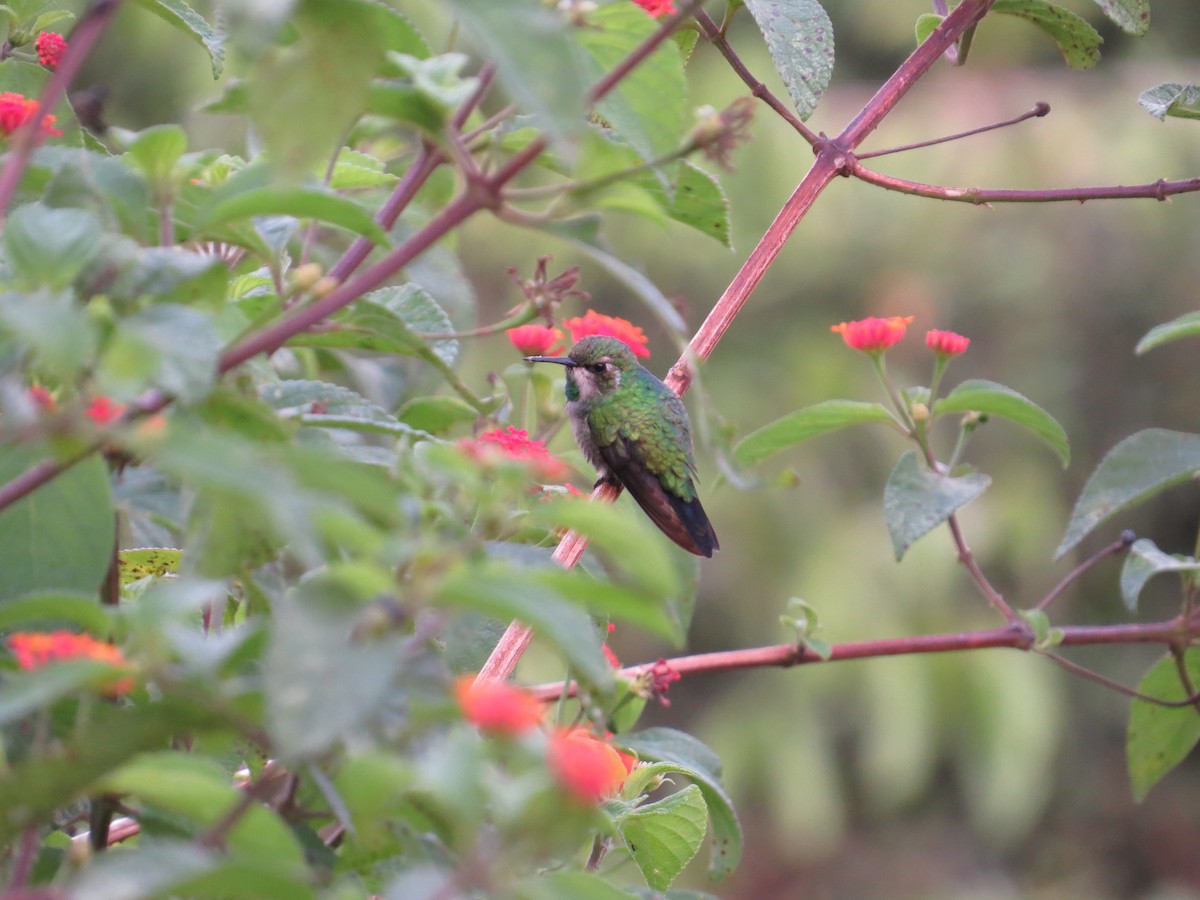 kolibřík zahradní - ML616483871