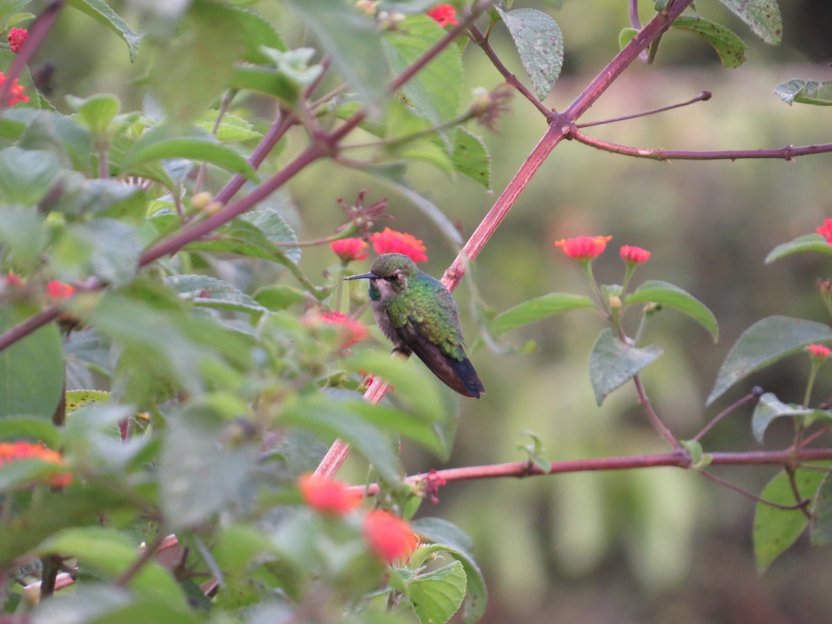 kolibřík zahradní - ML616483872