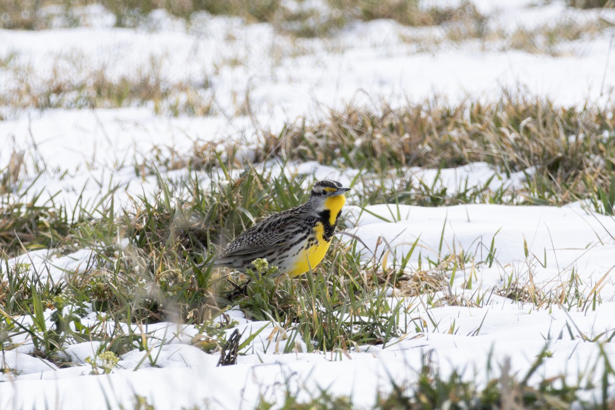 Western Meadowlark - ML616483880