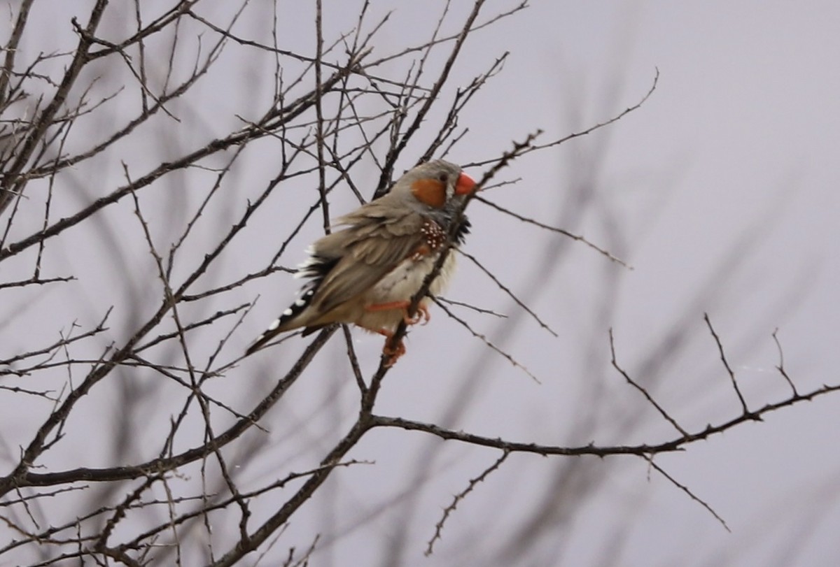 Zebra Finch - ML616483882