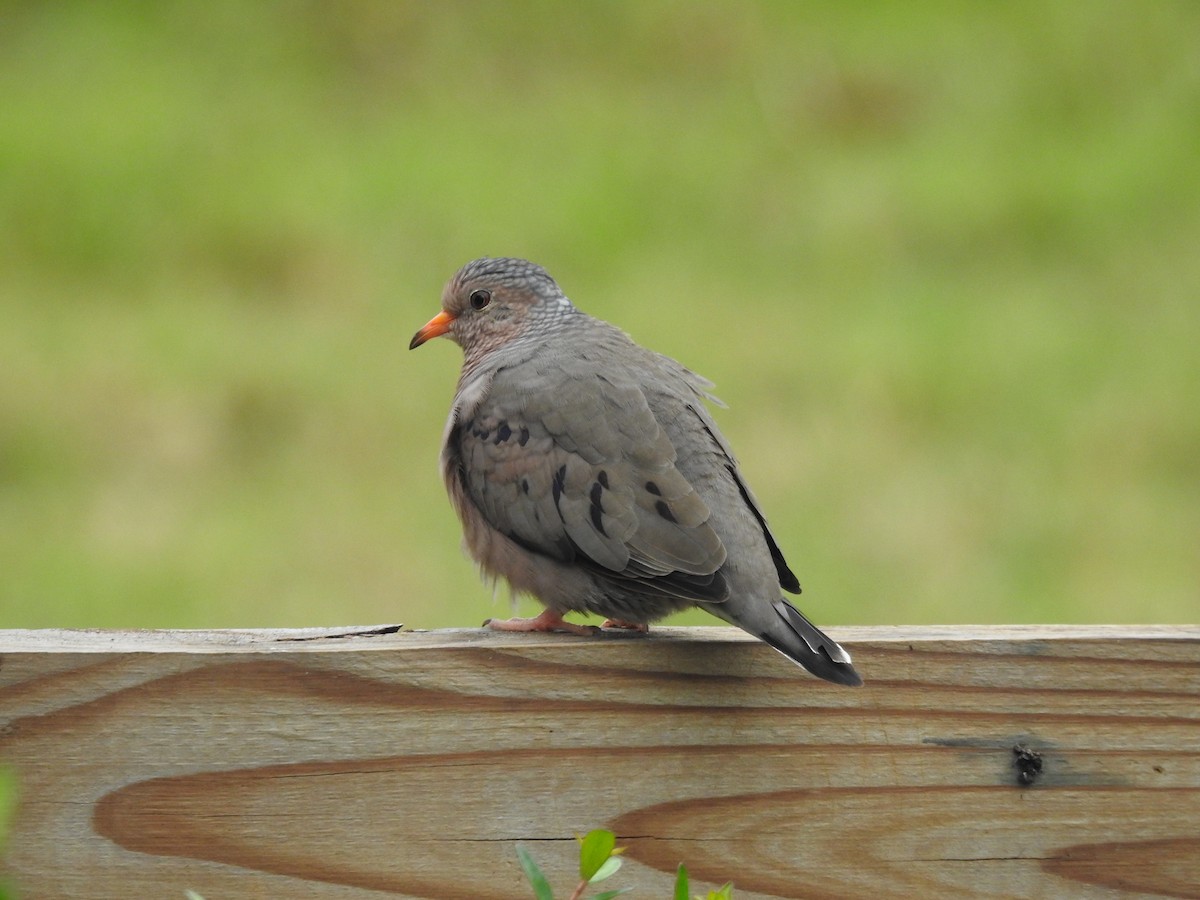 Common Ground Dove - ML616483887