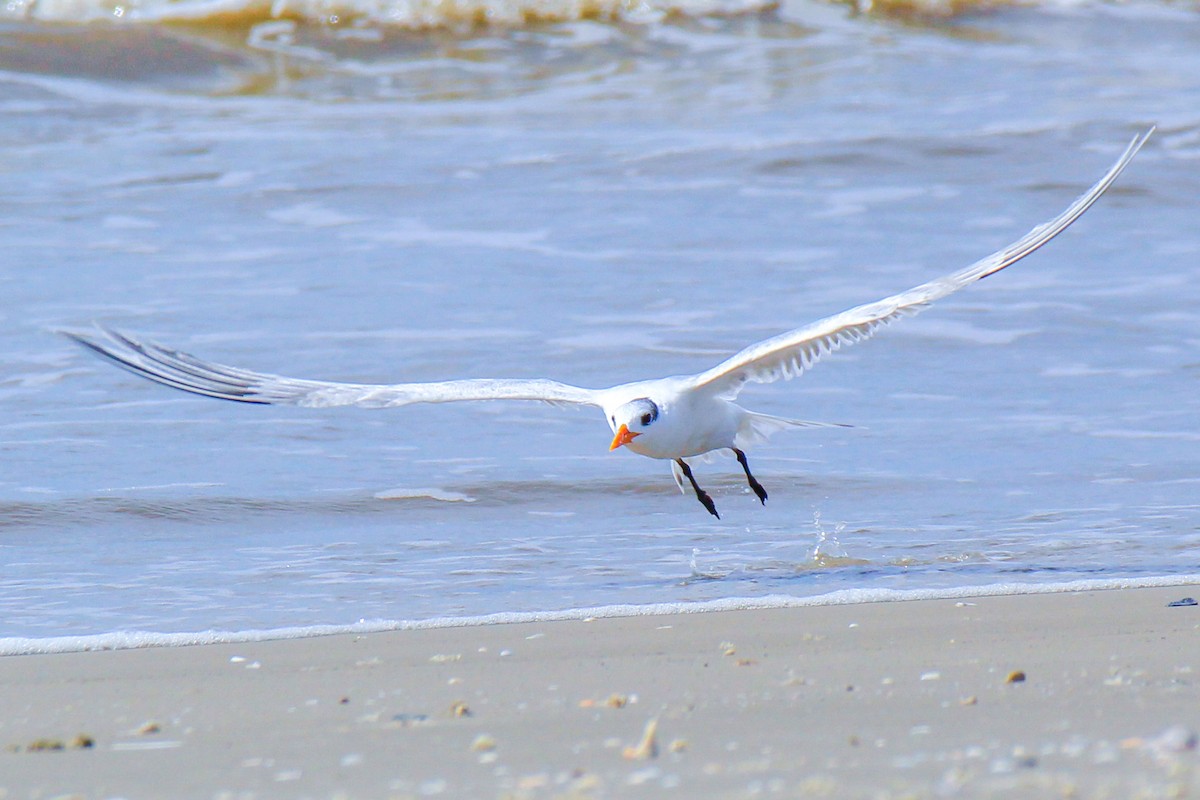 Royal Tern - ML616483896