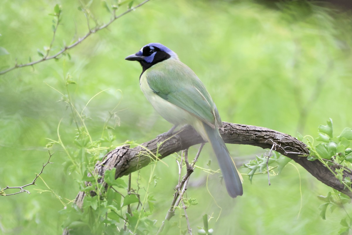 Green Jay - ML616483904