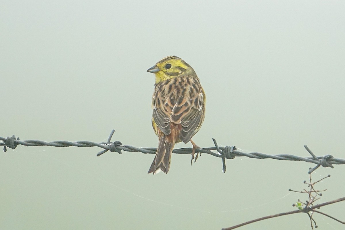 Yellowhammer - ML616483918