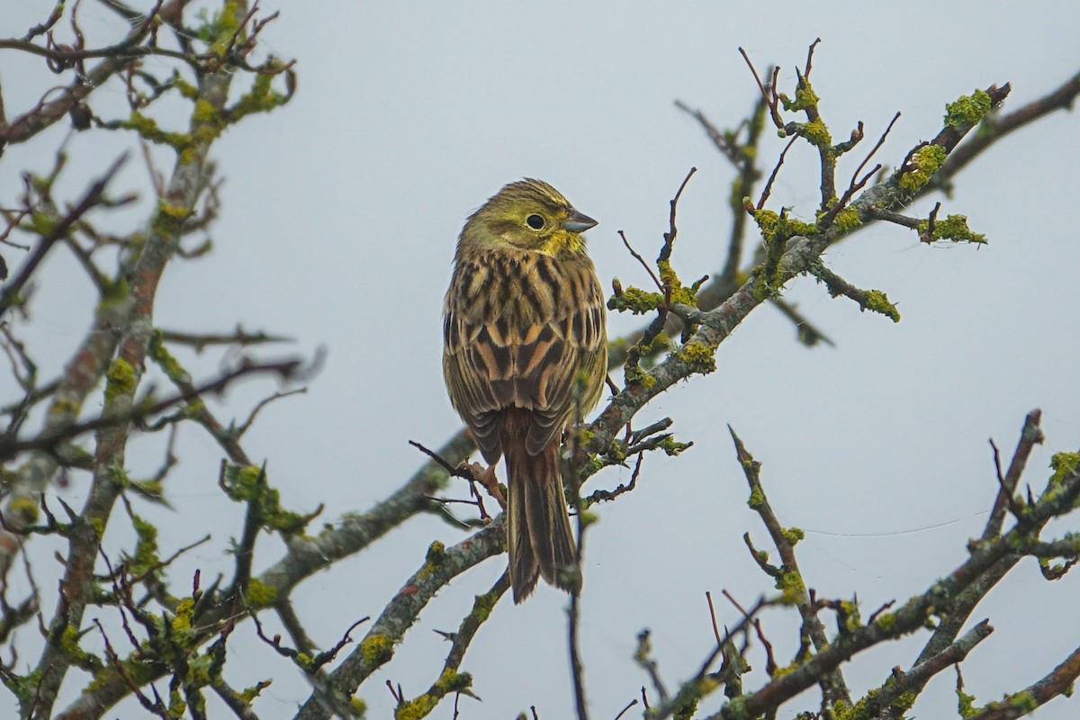 Yellowhammer - ML616483919