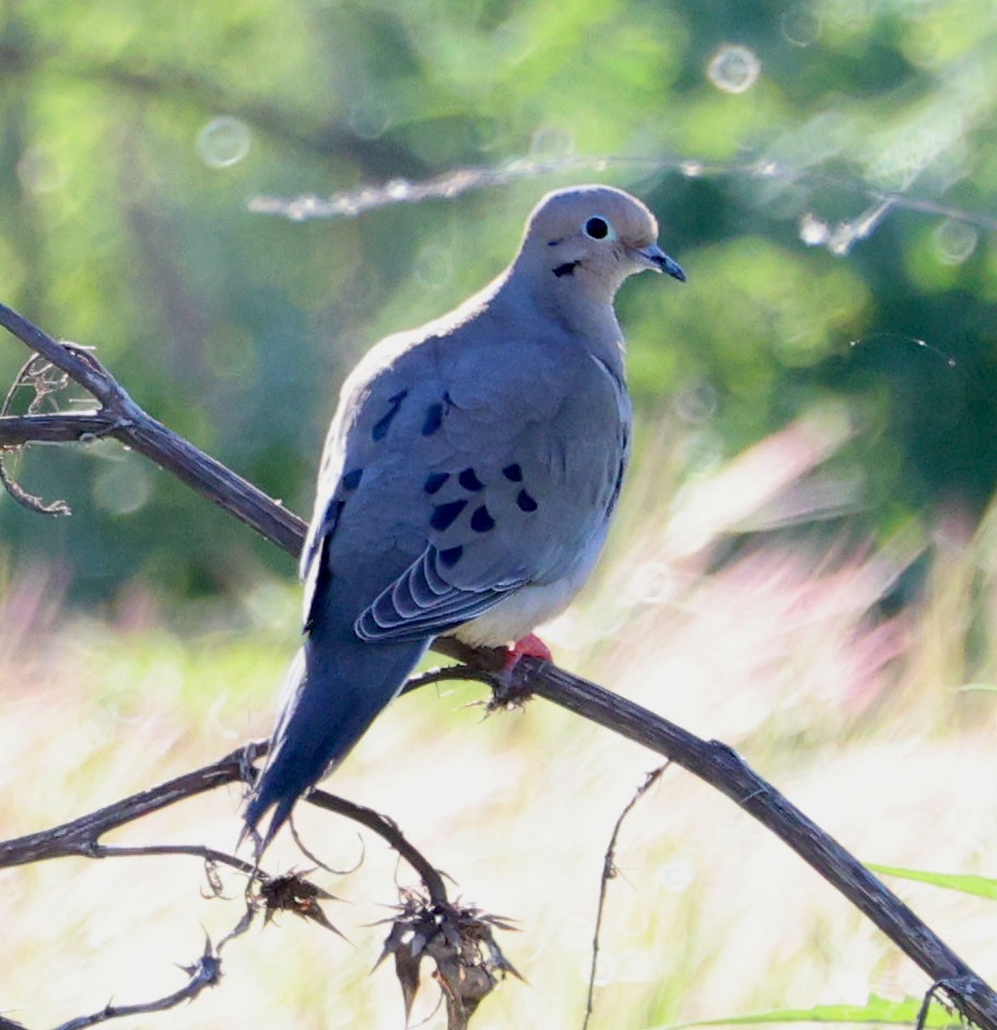 Mourning Dove - ML616483934