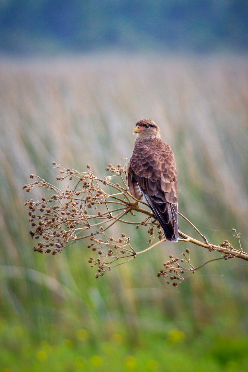 Chimango Caracara - ML616483971